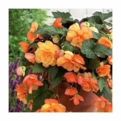 3 Begonia 'Sunray' Bulbs | Top Size | Cascading