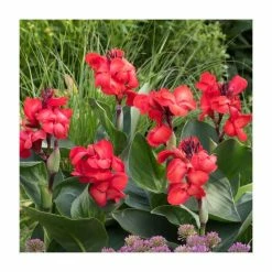 Canna 'Red Dazzler' Bulb | Top Size