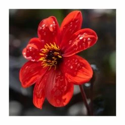 Dahlia 'Bishop of Llandaff' Bulb | Top Size