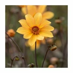 Dahlia 'Bishop of York' Bulb | Top Size