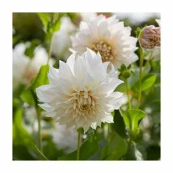 Dahlia 'Cafe au Lait' Bulb | Top Size