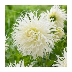 Dahlia 'Tsuki-yori-no-shisha' Bulb | Top Size