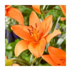 Lilium 'Orange Summer' Bulb | Top Size | Asiatic Lily