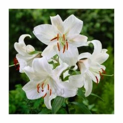 Lilium 'Casa Blanca' Bulb | Top Size | Asiatic Lily