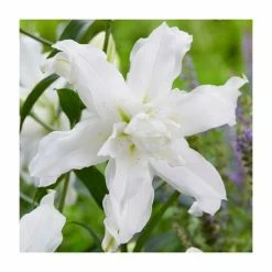 Lilium 'Lotus Beauty' Bulb | Top Size | Oriental Lily