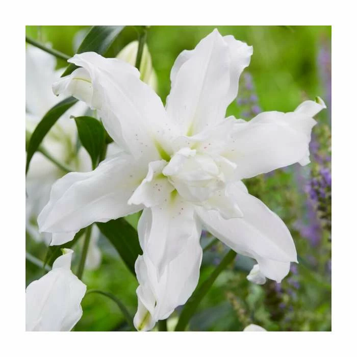 Lilium 'Lotus Beauty' Bulb | Top Size | Oriental Lily