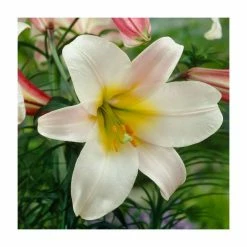 Lilium 'Regale' Bulb |Top Size| Regal Lily