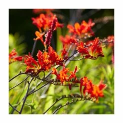 10 Crocosmia 'Lucifer' Bulbs | Top Size