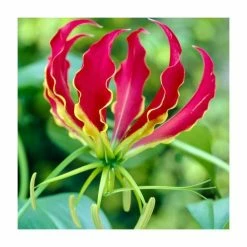 Gloriosa superba 'Rothschildiana' Bulb | Top Size | Glory Lily