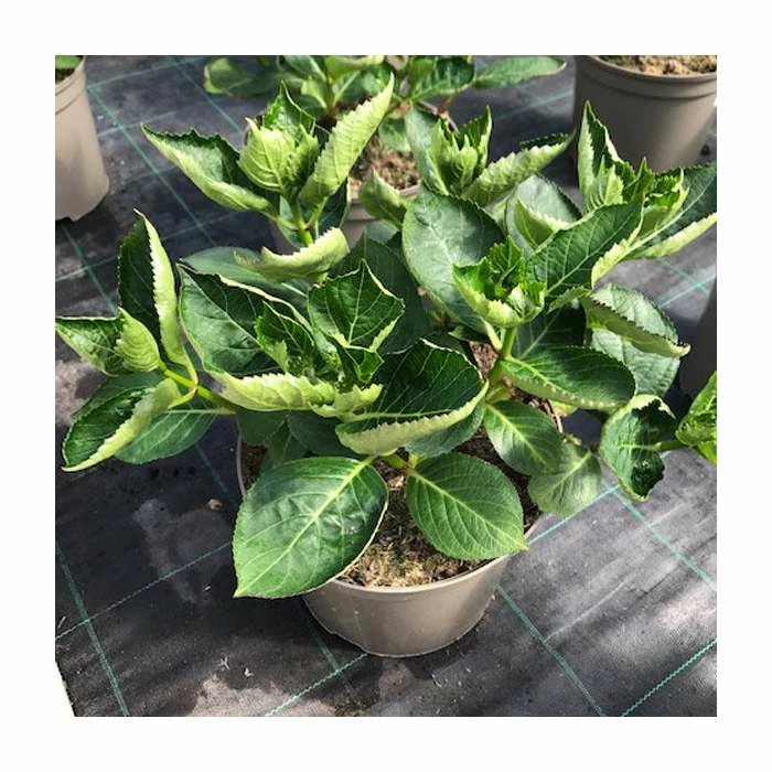 Hydrangea 'Rendez-vous Romantique' | 5L Pot