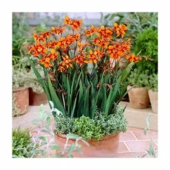 10 Crocosmia 'Emily McKenzie' Bulbs | Top Size