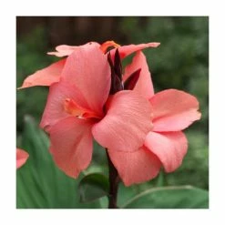 Canna 'Canova Mango' | 2L Pot