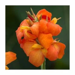 Canna 'Canova Orange Shades' | 2L Pot