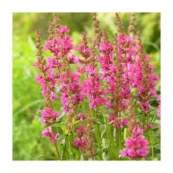 Lythrum salicaria 'Robert' | 13m Pot