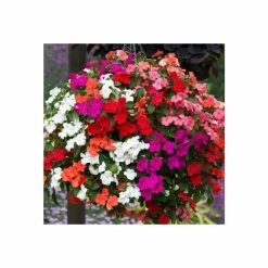 Impatiens 'Beacon' Mixed | A Tray Of 40 Plug Plants