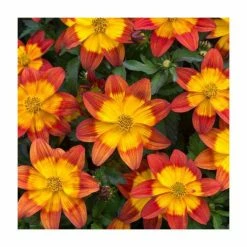 Bidens 'Blazing Fire'| Bedding | Pack Of 5 Large Plug Plants