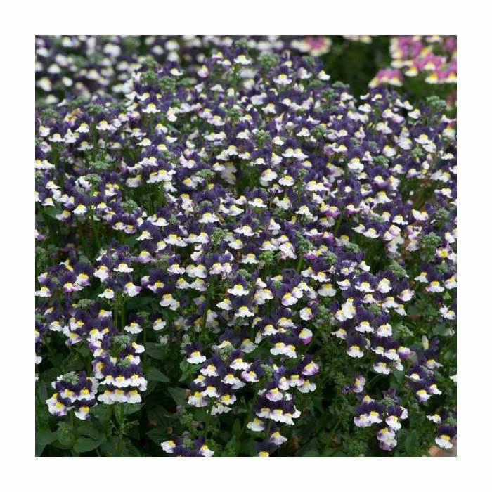 Nemesia Sundae 'Blueberry Ice' | Bedding | 5 x Large Plugs - Image 2