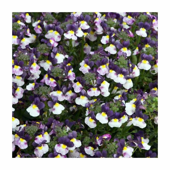 Nemesia Sundae 'Blueberry Ice' | Bedding | 5 x Large Plugs