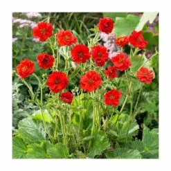 Geum flora plena 'Blazing Sunset' | 10.5cm Pot