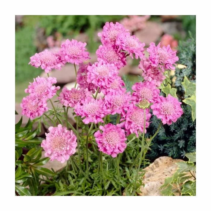 Scabiosa columbaria 'Pink Mist' | 10.5cm Pot