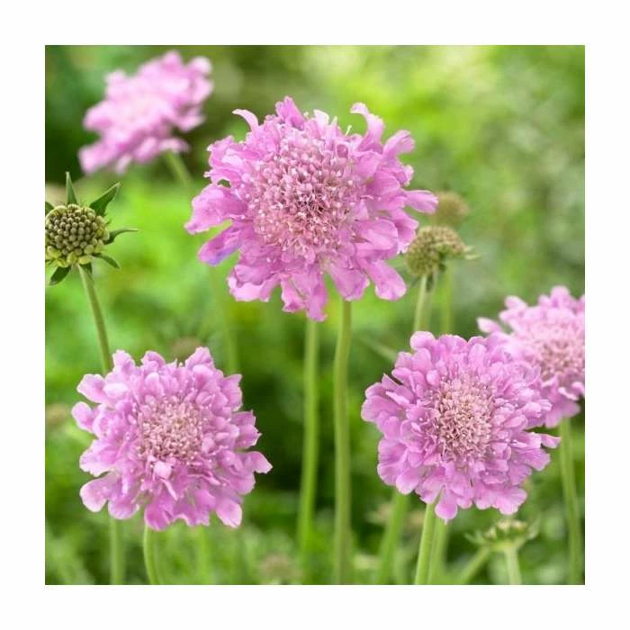 Scabiosa columbaria 'Pink Mist' | 10.5cm Pot - Image 2