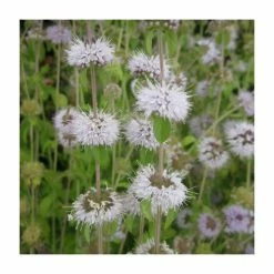 Water Spearwort | Preslia cervina