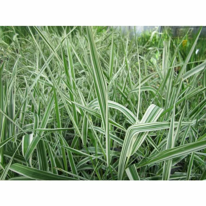 Gardener's Garters | Phalaris arundinacea 'Picta' - Image 3