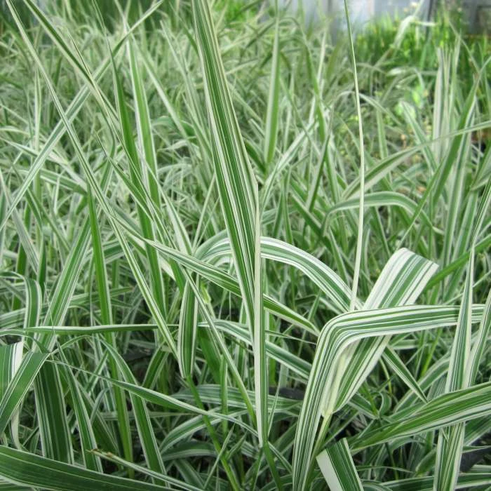 Gardener's Garters | Phalaris arundinacea 'Picta'