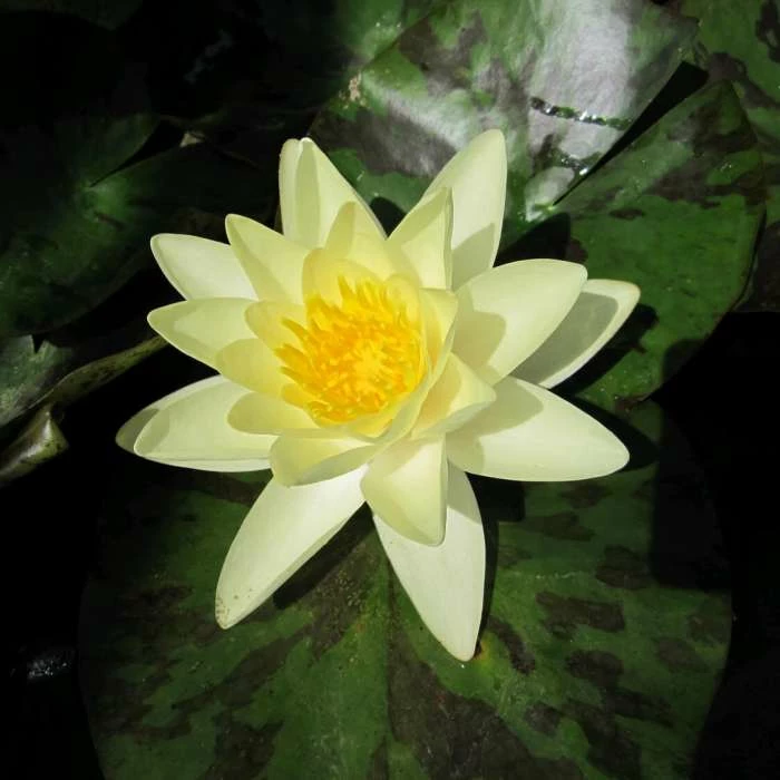 Nymphaea 'Marliacea 'Chromatella' | Water Lily - Image 2