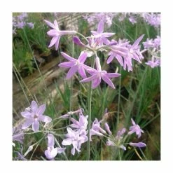 Society Garlic | Tulbaghia violacea