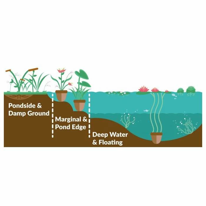 Nymphaea 'Alba' | Water Lily - Image 3