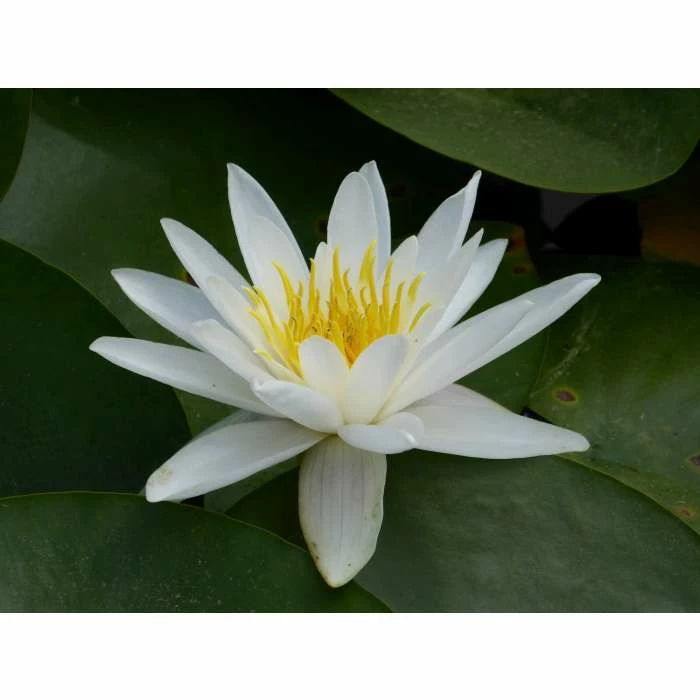 Nymphaea 'Alba' | Water Lily - Image 4