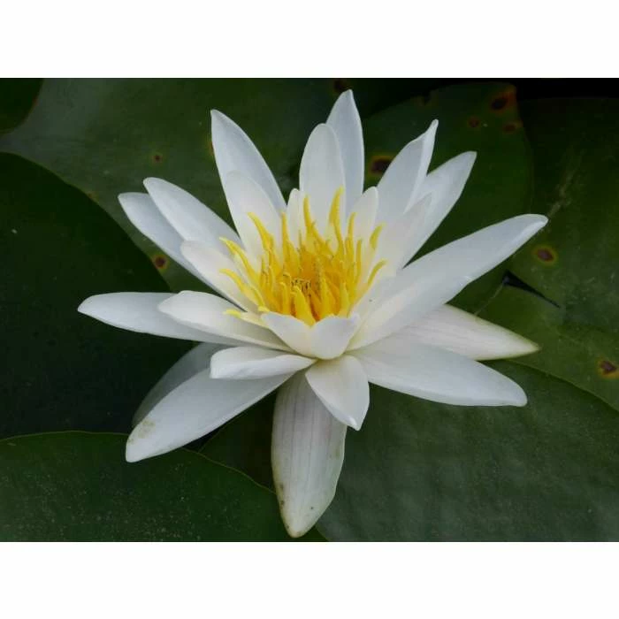 Nymphaea 'Alba' | Water Lily - Image 5