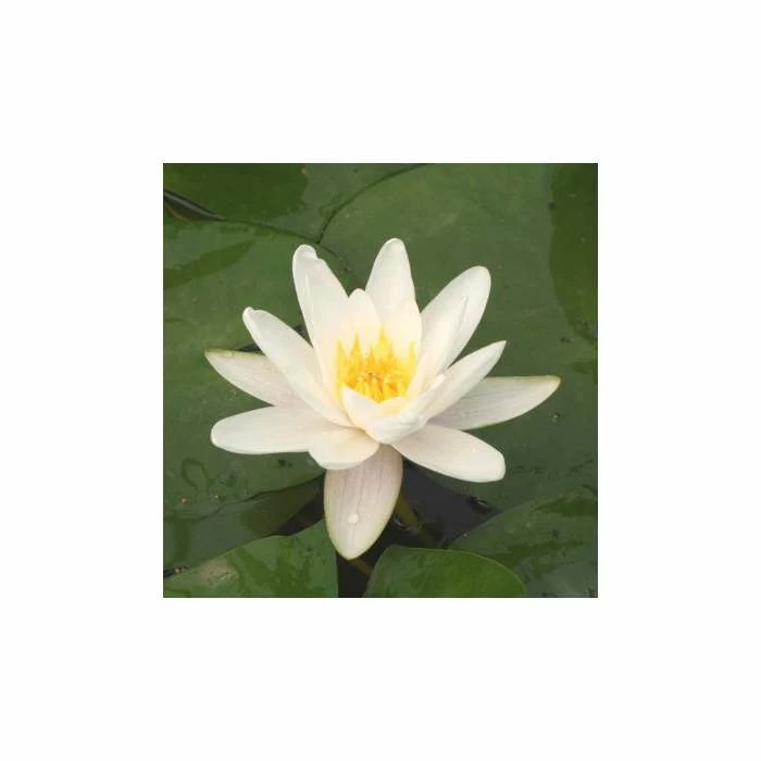 Nymphaea 'Alba' | Water Lily - Image 6