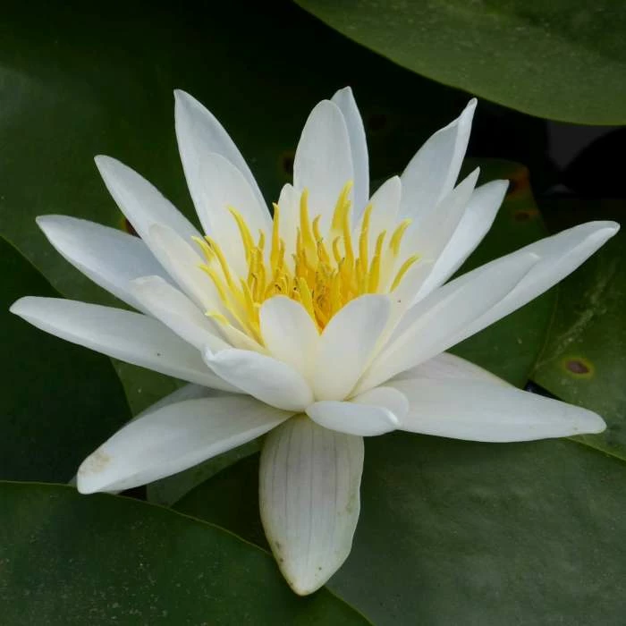 Nymphaea 'Alba' | Water Lily - Image 2
