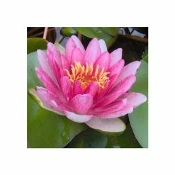 Large Water Lily 'Conqueror' Nymphaea 'Conqueror' - 3L Pot