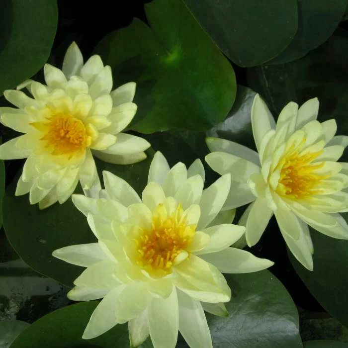 Large Water Lily 'Lemon Mist' - Nymphaea ‘Lemon Mist’ - 3L Pot - Image 3