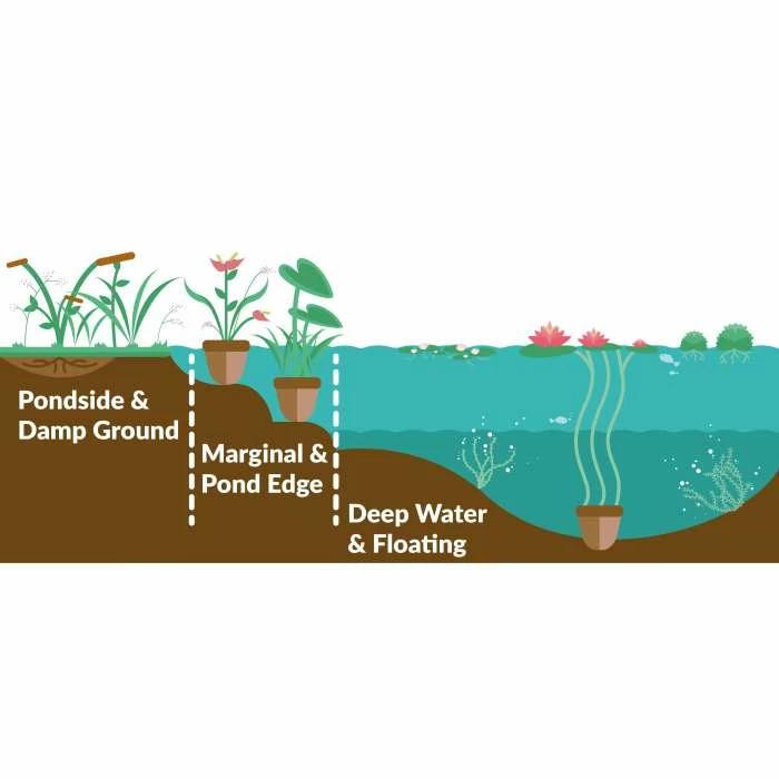 Large Water Lily 'Lemon Mist' - Nymphaea ‘Lemon Mist’ - 3L Pot - Image 4