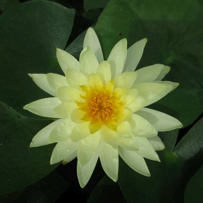 Large Water Lily 'Lemon Mist' - Nymphaea ‘Lemon Mist’ - 3L Pot