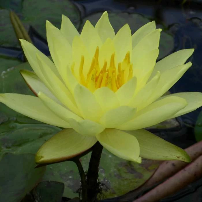 Large Water Lily 'Lemon Mist' - Nymphaea ‘Lemon Mist’ - 3L Pot - Image 2