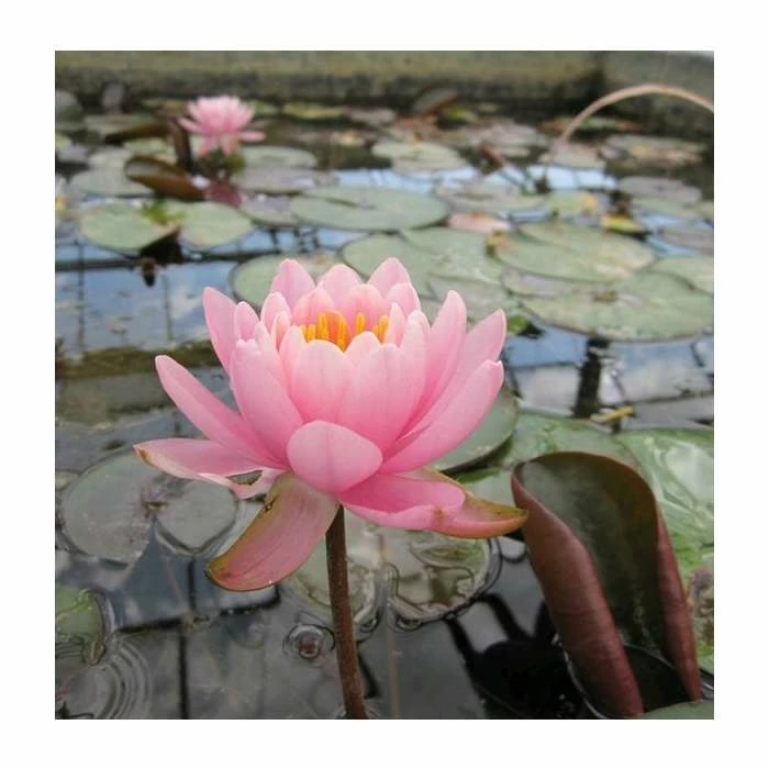 Large Fragrant Water Lily 'Firecrest' Nymphaea odorata 'Firecrest' - 3L Pot - Image 2