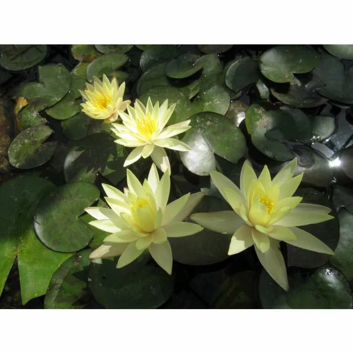 Large Fragrant Water Lily 'Sulphurea' - Nymphaea odorata 'Sulphurea' - 3L Pot - Image 3