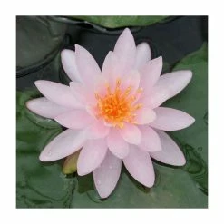 Large Water Lily 'Rose Arey' Nymphaea 'Rose Arey' - 3L Pot