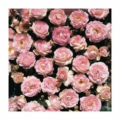 Pearl Anniversary | Floribunda Rose
