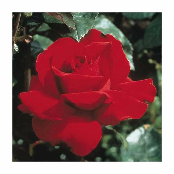 Ingrid Bergman' Bush Rose - 4L Pot