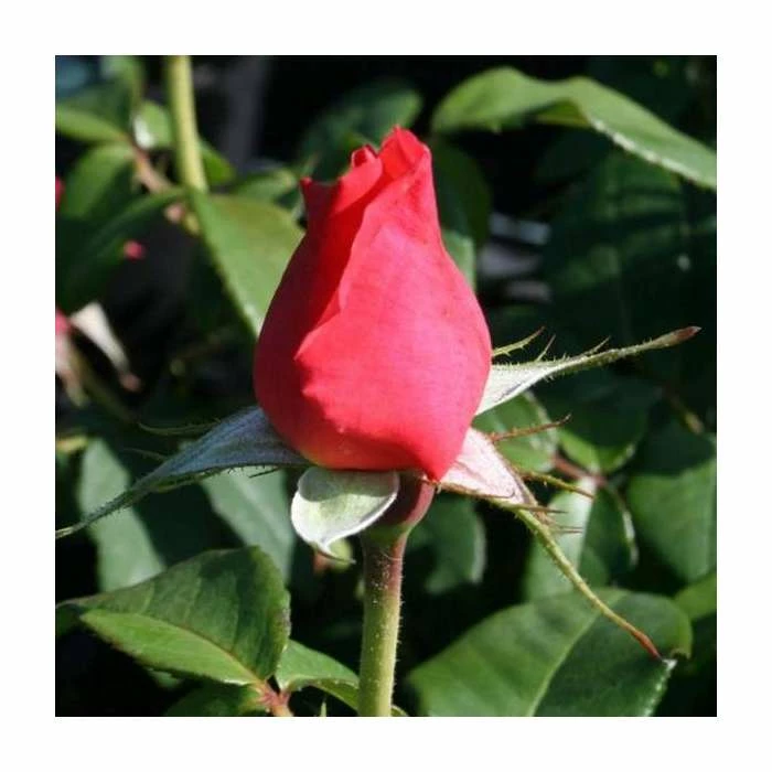 Lovely Lady' Bush Rose - 4L Pot - Image 2