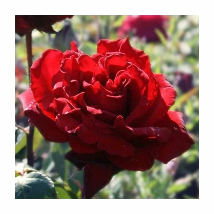 'Royal William' Bush Rose - 4L Pot - Image 2