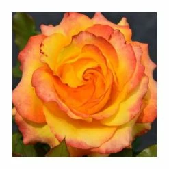 Tequila Sunrise' Bush Rose - 4L Pot