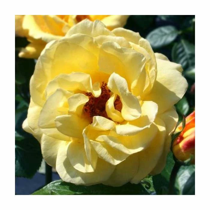 Arthur Bell | Climbing Rose - Image 2