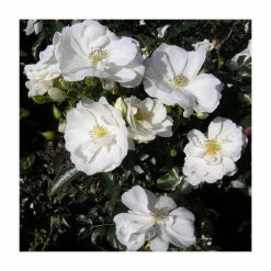 'Flower Carpet White' Ground Cover Rose - 4L Pot